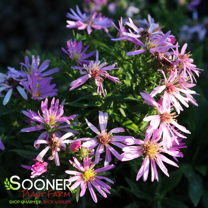 WOOD'S PINK ASTER
