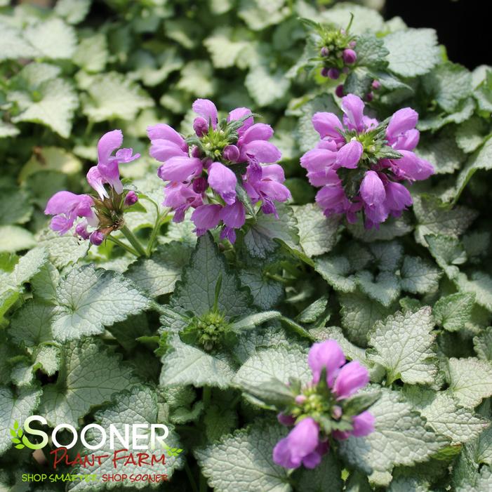 ORCHID FROST SPOTTED DEADNETTLE