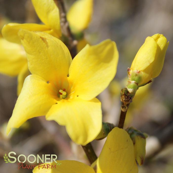 SHOW OFF® FORSYTHIA