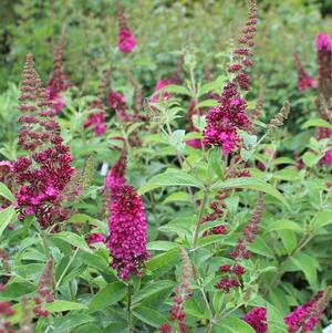 MISS MOLLY BUTTERFLY BUSH