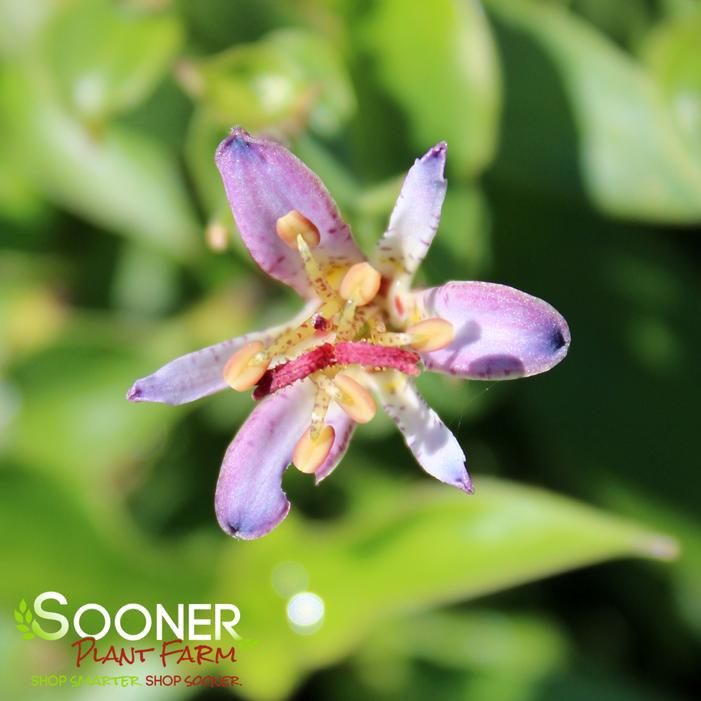 TOAD LILY