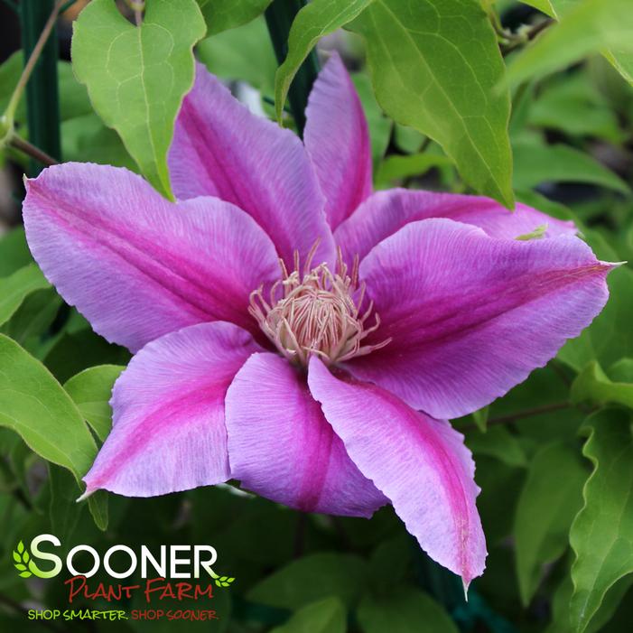 BEE'S JUBILEE CLEMATIS