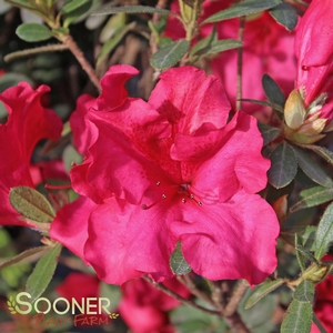 BLOOM-A-THON® RED AZALEA