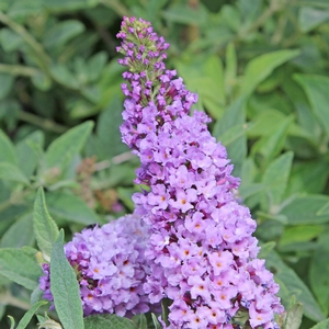 LO & BEHOLD® LILAC CHIP BUTTERFLY BUSH