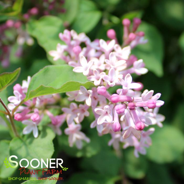 SCENT AND SENSIBILITY™ PINK LILAC