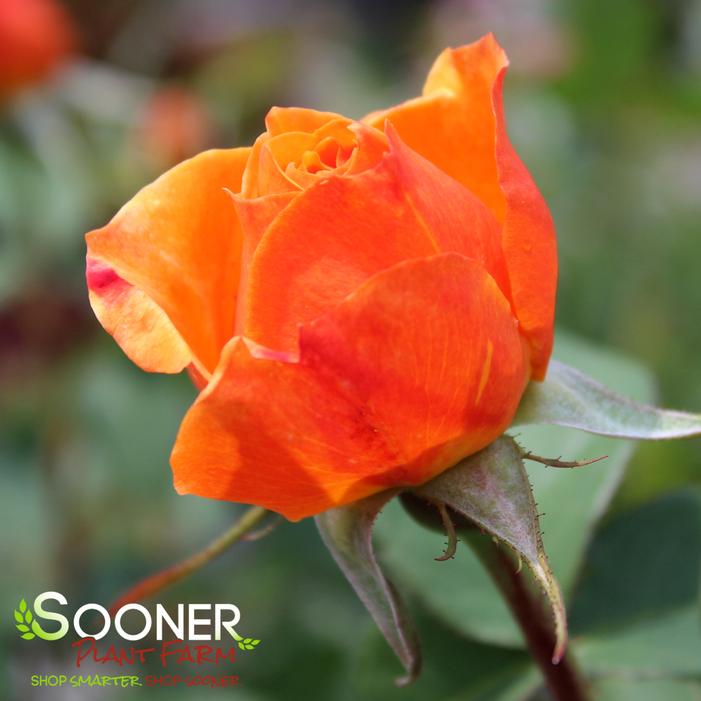 GOOD AS GOLD™ HYBRID TEA ROSE