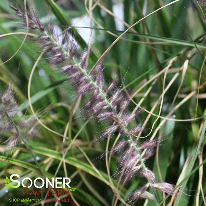 KARLEY ROSE FOUNTAIN GRASS