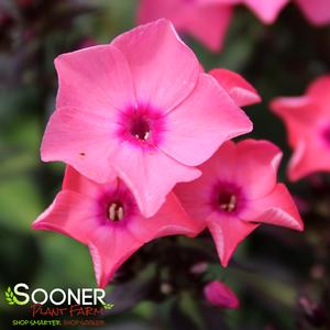 CORAL CRÈME DROP™ GARDEN PHLOX
