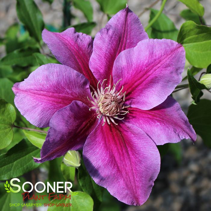 KILIAN DONAHUE CLEMATIS