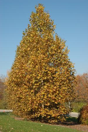 EXCLAMATION™ LONDON PLANETREE