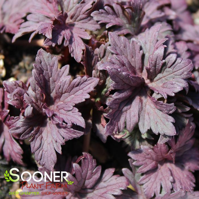 DARK REITER CRANESBILL GERANIUM