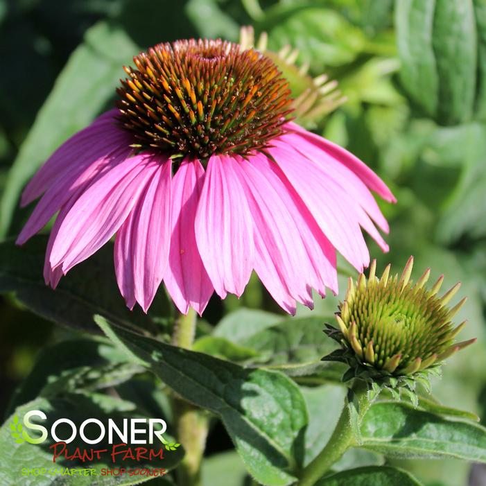 MAGNUS PURPLE CONEFLOWER