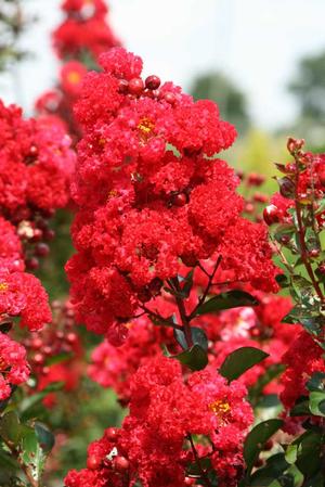 RUFFLED RED MAGIC® CRAPEMYRTLE