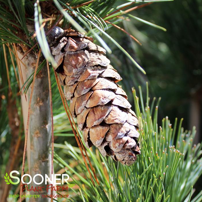SILVER WHISPERS™ SWISS STONE PINE
