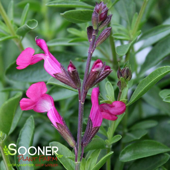 PINK AUTUMN SAGE