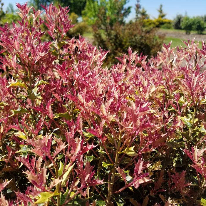 PARTY LIGHTS™ OSMANTHUS