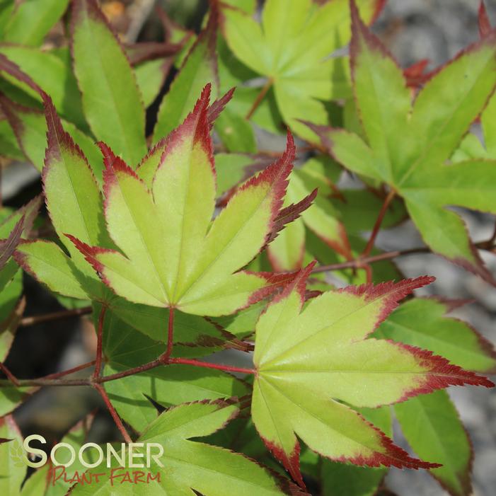 TSUMA BENI UPRIGHT JAPANESE MAPLE