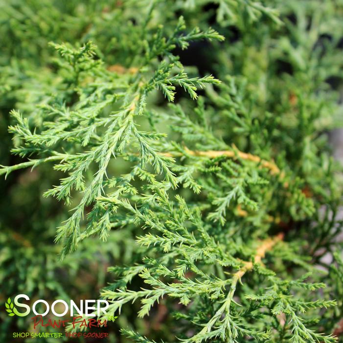 CELTIC PRIDE® SIBERIAN CYPRESS