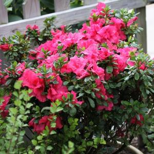 BLOOM-A-THON® HOT PINK AZALEA