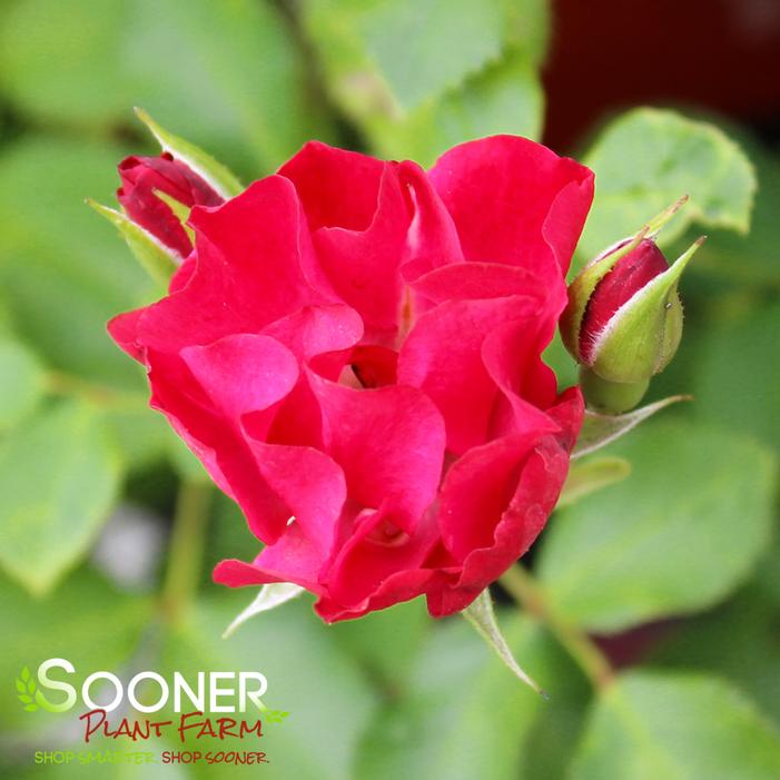 EASY ELEGANCE® MYSTIC FAIRY® ROSE