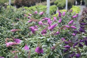 PUGSTER PERIWINKLE® BUTTERFLY BUSH