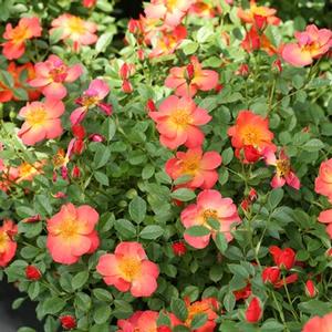 OSO EASY HOT PAPRIKA® ROSE