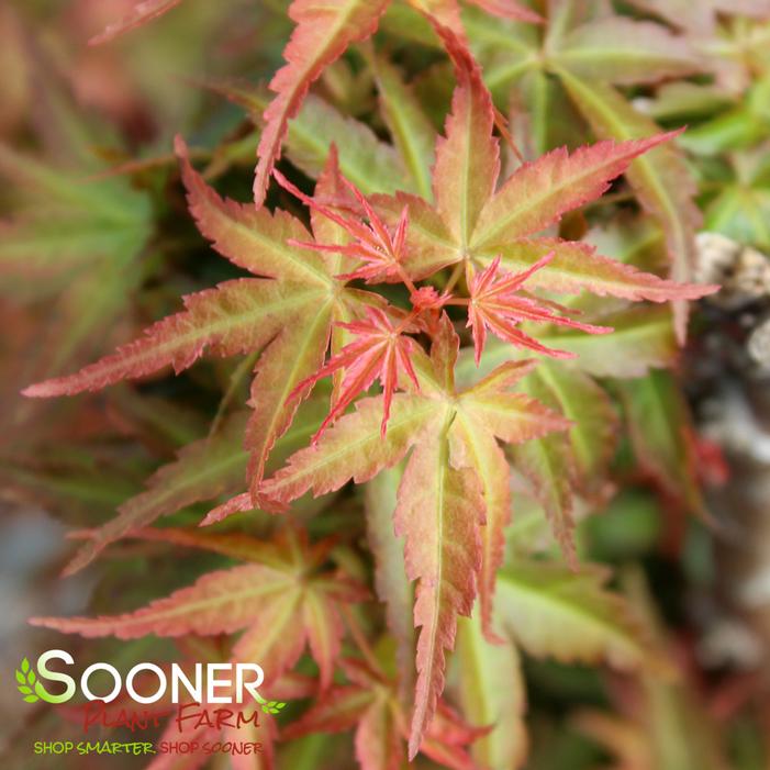 KURO HIME DWARF UPRIGHT JAPANESE MAPLE