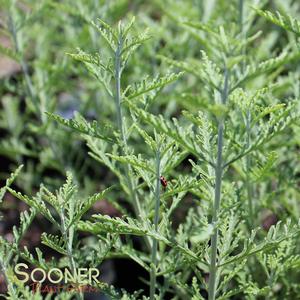 BLUE JEAN BABY RUSSIAN SAGE