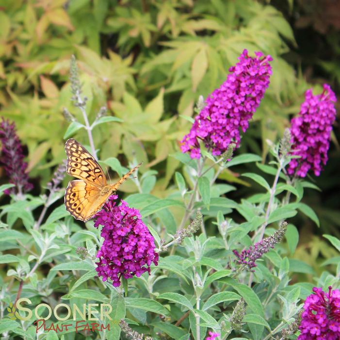 ATTRACTION BUTTERFLY BUSH