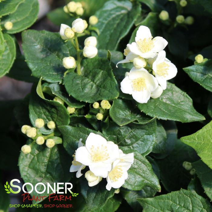 ILLUMINATI TOWER® MOCKORANGE