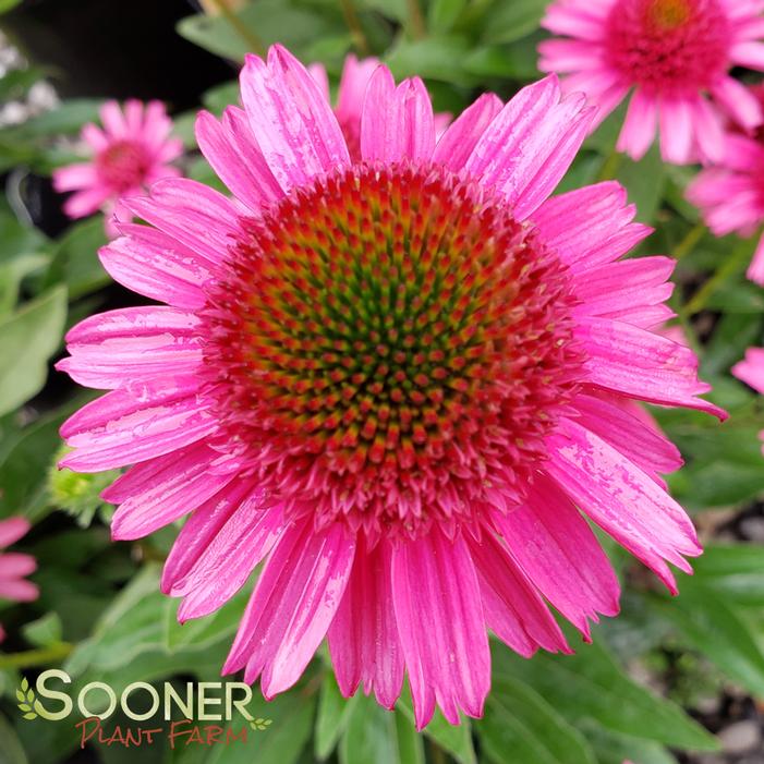 DELICIOUS CANDY CONEFLOWER