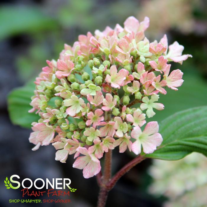 SPARKLING PINK CHAMPAGNE™ VIBURNUM