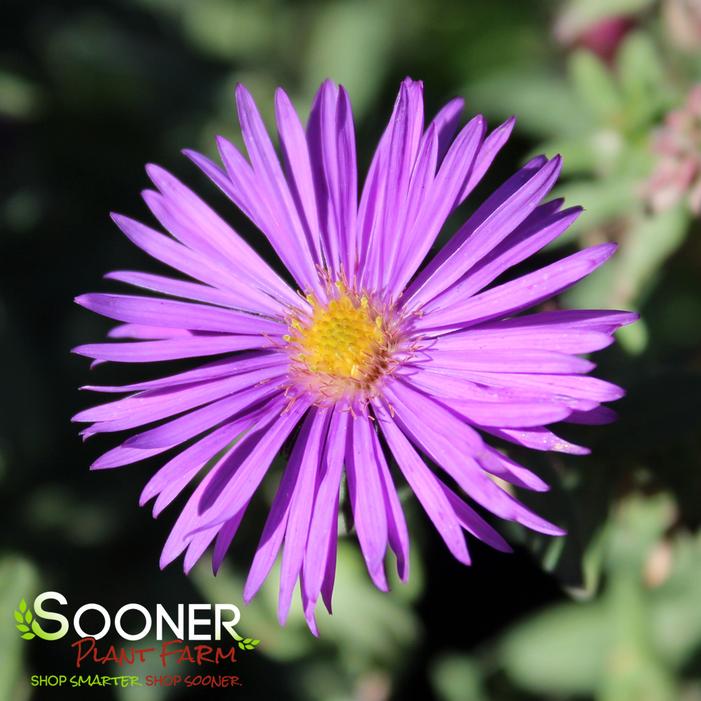 PURPLE DOME NEW ENGLAND ASTER