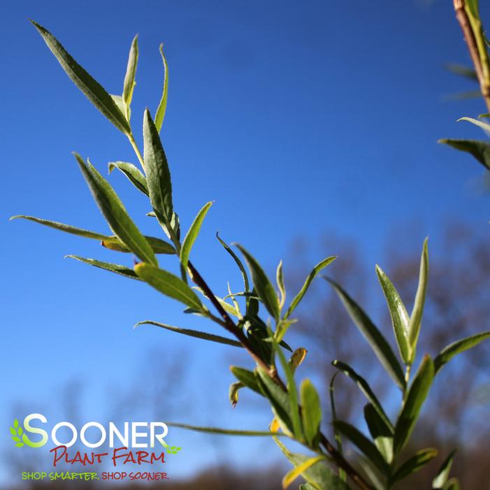 GLOBE WILLOW