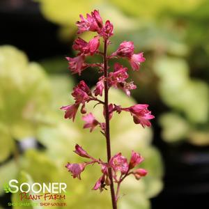TIMELESS GLOW CORAL BELLS