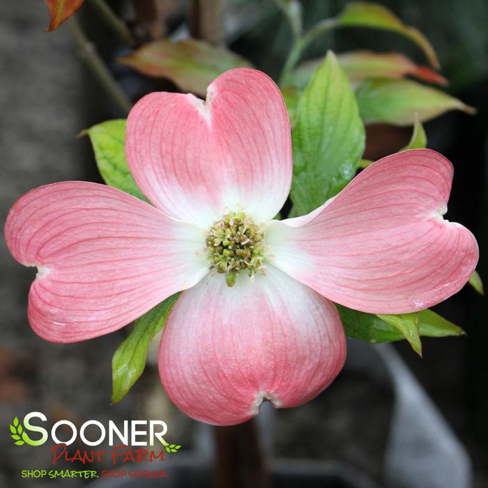 RAGIN' RED™ DOGWOOD