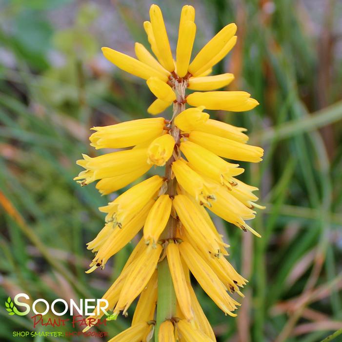 PYROMANIA™ SOLAR FLARE RED HOT POKER