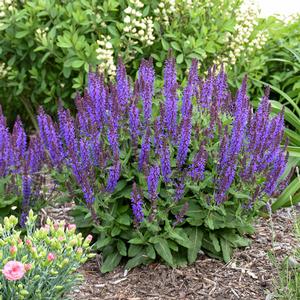 VIOLET PROFUSION MEADOW SAGE