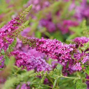 LO & BEHOLD RUBY CHIP® BUTTERFLY BUSH