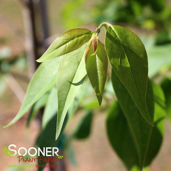 PEKING SUMMER CHARM JAPANESE TREE LILAC