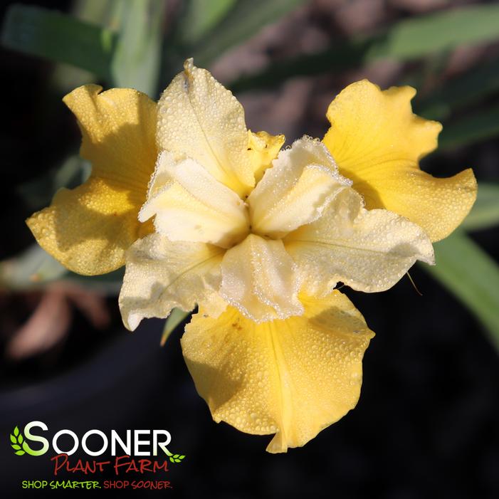 SUNFISHER SIBERIAN IRIS