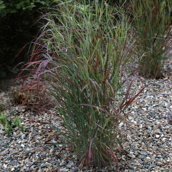 RUBY RIBBONS™ SWITCH GRASS