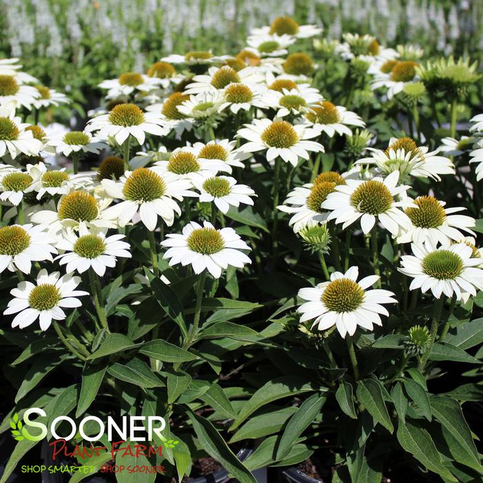 KISMET® WHITE CONEFLOWER