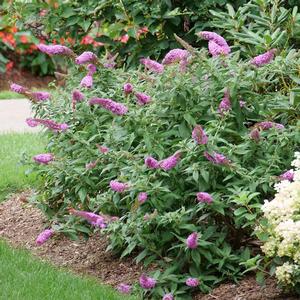 PUGSTER PINKER® BUTTERFLY BUSH