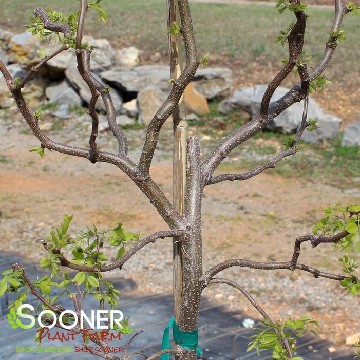 TWISTY BABY™ BLACK LOCUST