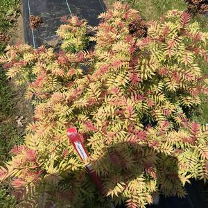 MR. MUSTARD® SORBARIA