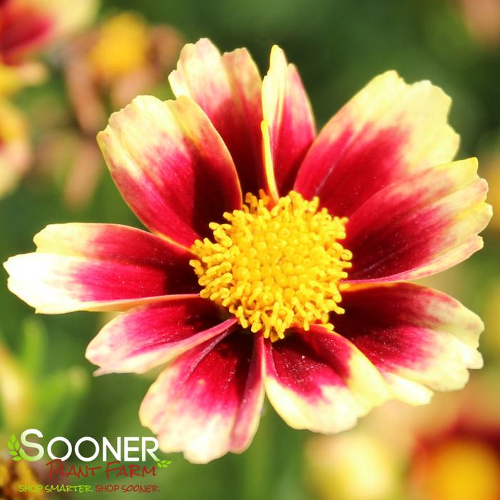 LI'L BANG™ RED ELF TICKSEED