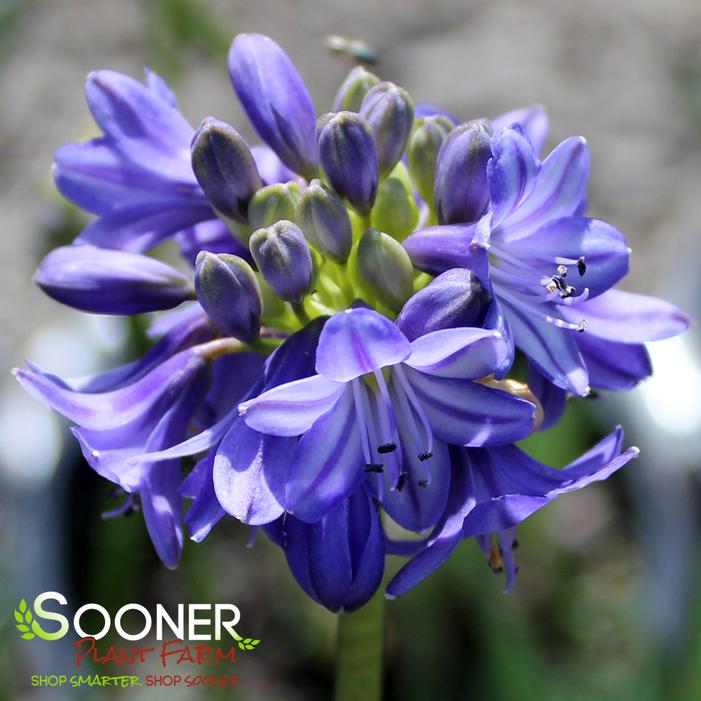 GALAXY BLUE LILY OF THE NILE