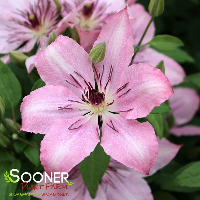 SARAH ELIZABETH™ CLEMATIS