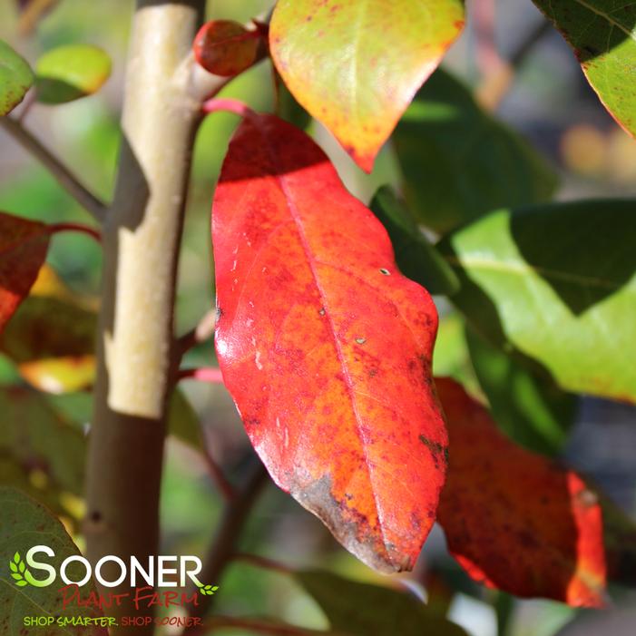 RED SPLYNDOR™ BLACKGUM